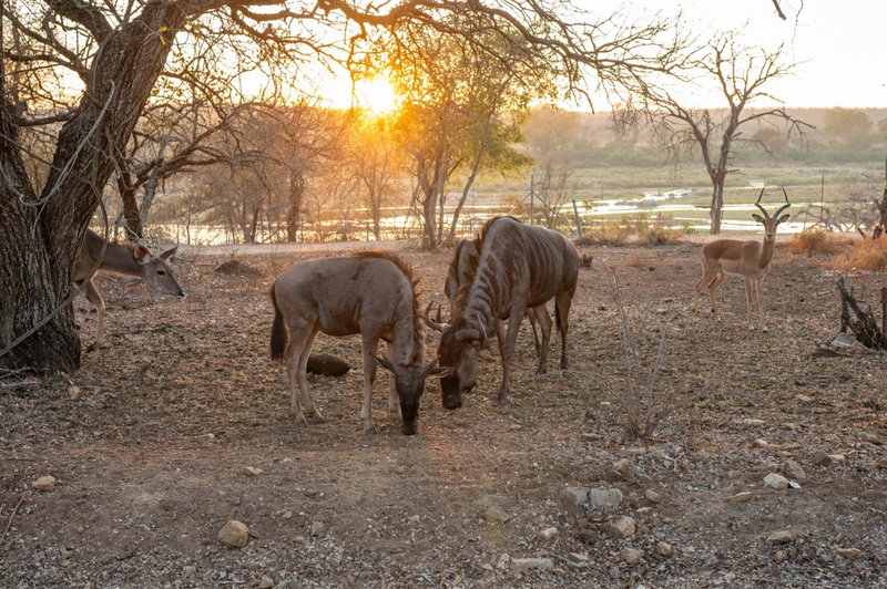 Foxy Crocodile Bush Lodge & Kruger Safaris, Komatipoort, South Africa