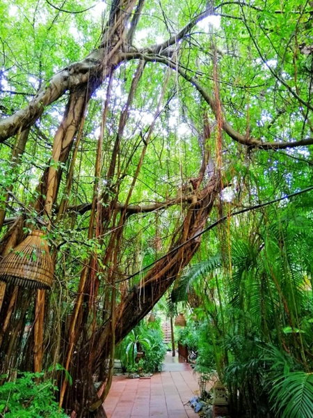 Birds and Bees Resort, Pattaya, Tailandia