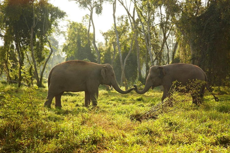 Anantara Golden Triangle Elephant Camp & Resort, Mae Sai, Thailand