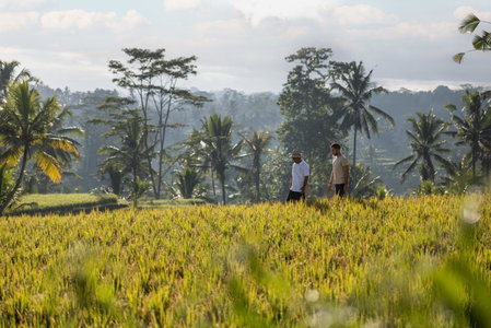 Wapa di Ume Ubud, Ubud, Indonesia
