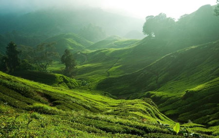 Strawberry Park Resort, Cameron Highlands, Malaysia