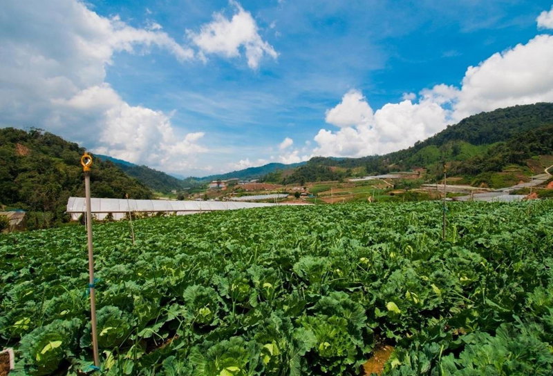 Strawberry Park Resort, Cameron Highlands, Malaysia