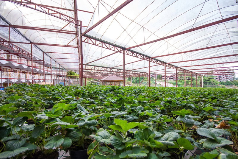 Kea Garden Guesthouse, Brinchang, Malaysia