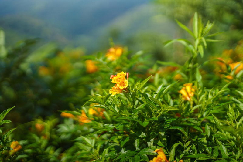 Majentra Ella, Badulla, Sri Lanka