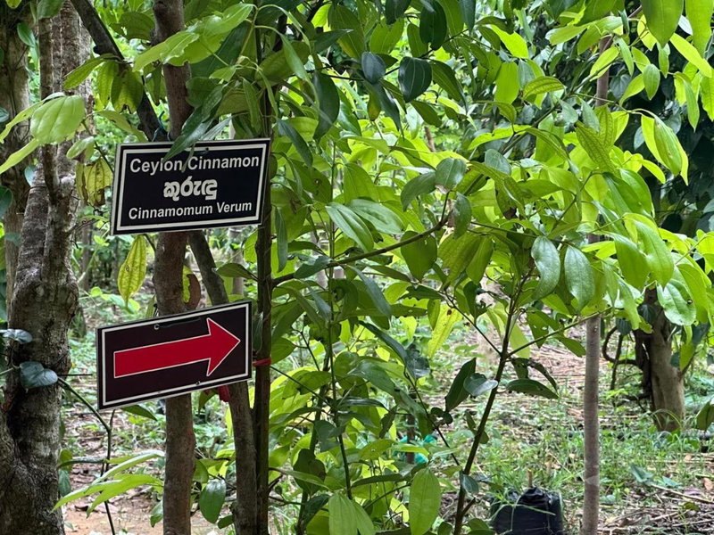 Mailagama Cinnamon Residence, Kataragama, Sri Lanka