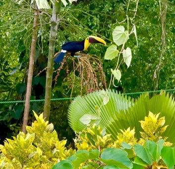 Jungle Beach Hotel Manuel Antonio, Manuel Antonio, Коста-Рика