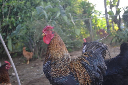 Eco Granja Don Lolo, Quesada, Costa Rica