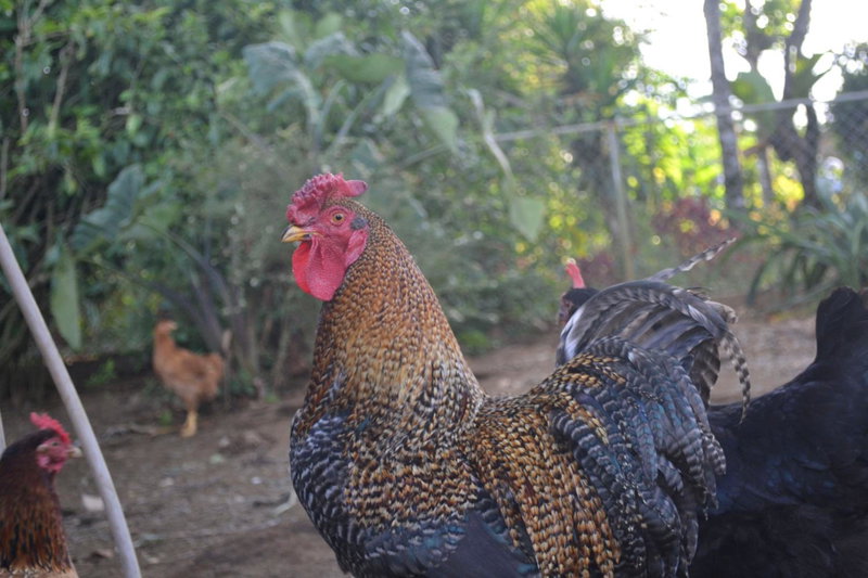 Eco Granja Don Lolo, Quesada, Costa Rica