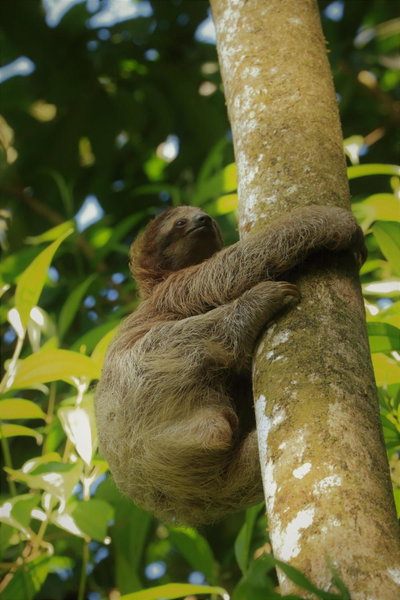 Tirimbina Rainforest Lodge, Sarapiquí, Costa Rica