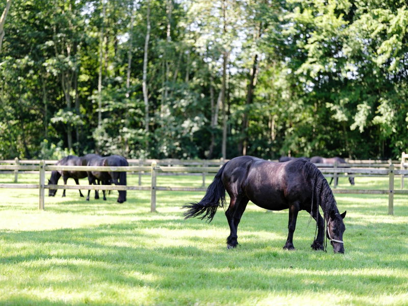 b & b St-Hubert, Dilbeek, Belgien