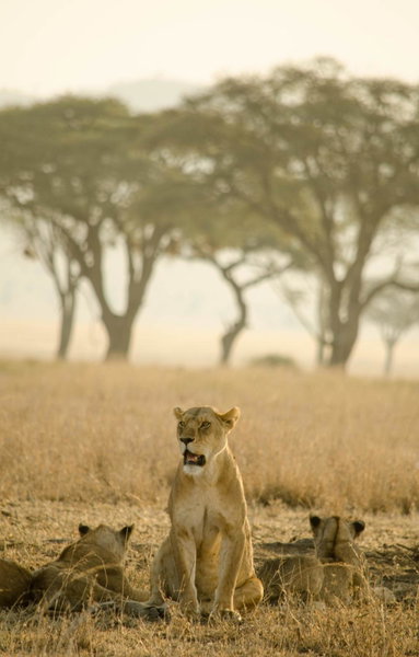 Mawe Tented Camp, Serengeti National Park, Танзания
