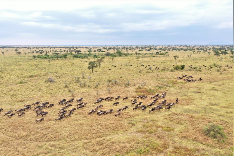 Africa Safari Serengeti Ikoma Camping, Serengeti, Танзания