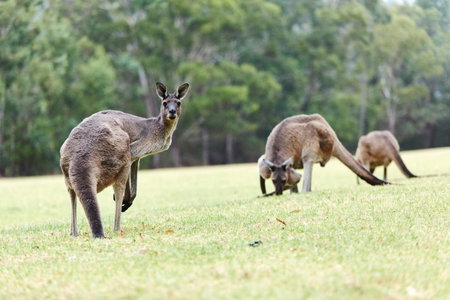 RAC Karri Valley Resort, Pemberton, Australia
