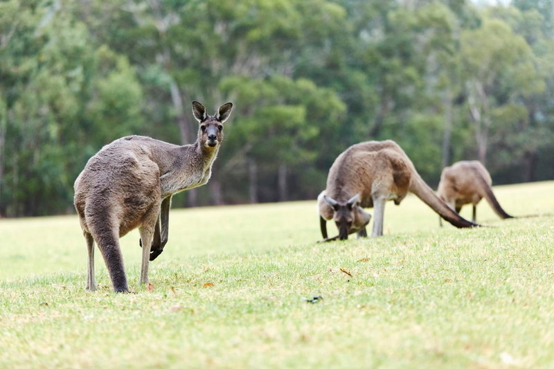 RAC Karri Valley Resort, Pemberton, Australia