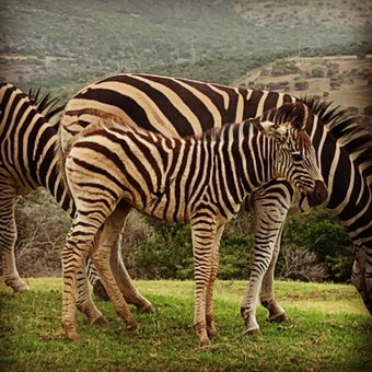 Jbay Zebra Lodge, Longmore, Südafrika