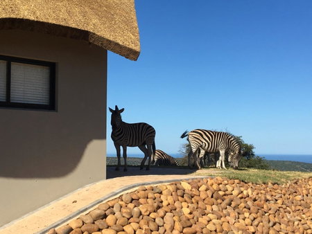 Jbay Zebra Lodge, Longmore, Südafrika