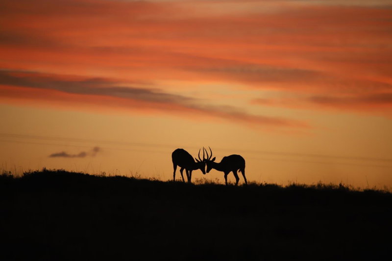 The Ranch House at African Safari Lodge, Grahamstown, Sudáfrica