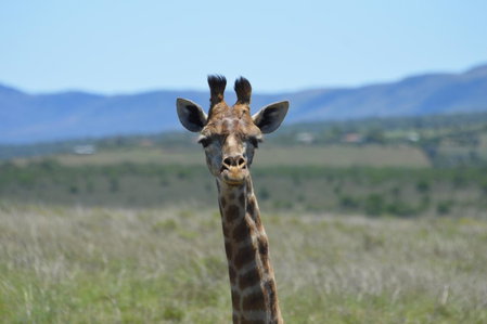 The Ranch House at African Safari Lodge, Grahamstown, Sudáfrica