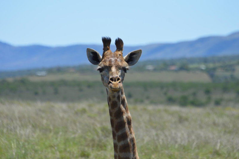 The Ranch House at African Safari Lodge, Grahamstown, Sudáfrica