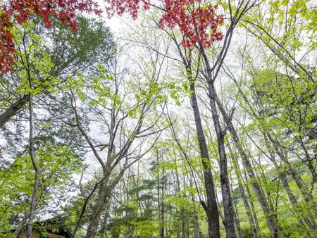 Wanosato, Takayama, Japon