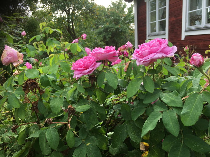 Thorstorps Gård B&B, Norrkoeping, Suède