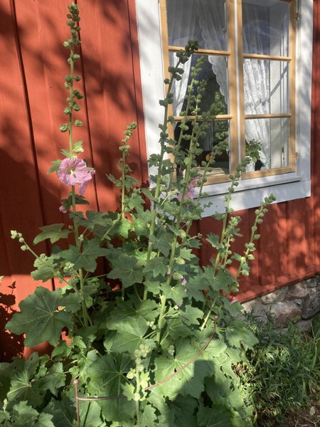 Thorstorps Gård B&B, Norrkoeping, Suède