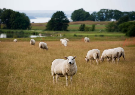 Elisefarm, Esloev, Sweden