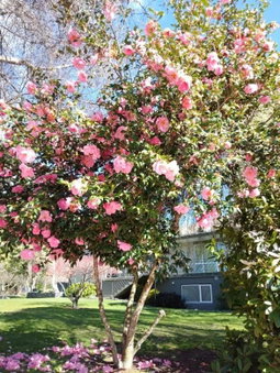 Tasman Holiday Parks - Wanaka, Wanaka, Nouvelle-Zélande