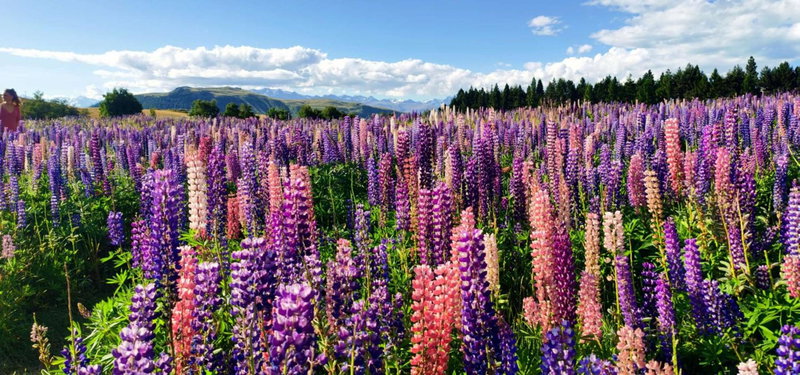 37 Galaxy C studio, Lake Tekapo, New Zealand
