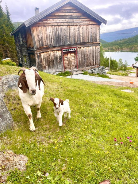 Reinheimen Lodge, Skjåk, Norway