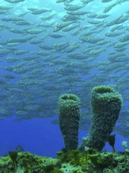 Hotelcoz All Inclusive, Cozumel, Mexico