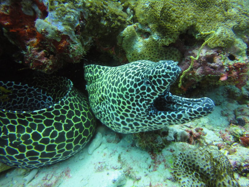 Red Sea Dive Center - Hotel & Dive Center, Aqaba, Jordan