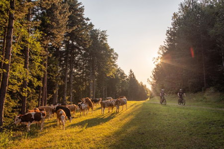 Pohorje Village Wellbeing Resort - Forest Hotel Videc, Maribor, Slovenia