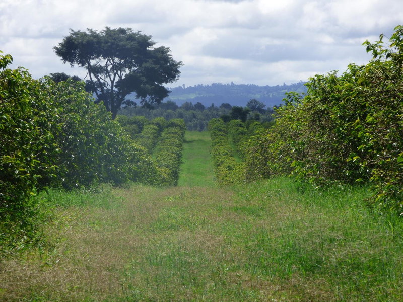 Le Pristine Wellness and Healing Hotel, Nyeri, Кения