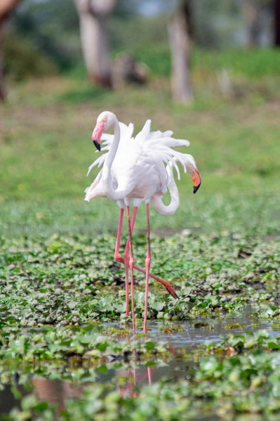Lake Naivasha Crescent Camp, Naivasha, Kenya