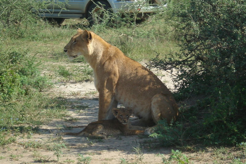Sambiya River Lodge, Karuma, Uganda