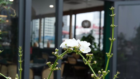The Bloom Classic - An Excellent Blend of Cozy Living and Urban Relaxation, Hà Nội, Việt Nam