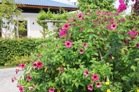 Hoan My Resort - Ninh Chu, Phan Rang-Thap Cham, Vietnam