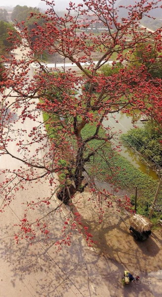 Tam Coc Horizon Bungalow, Ninh Binh, Việt Nam
