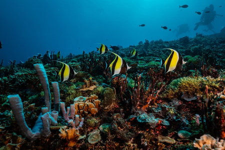 Trawangan Dive Centre, Gili Trawangan, Indonesia