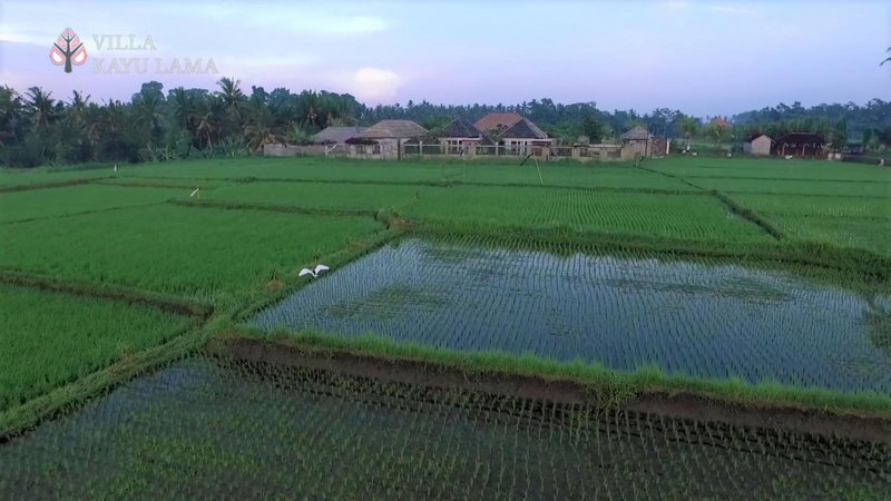 Villa Kayu Lama, Ubud, Indonesia