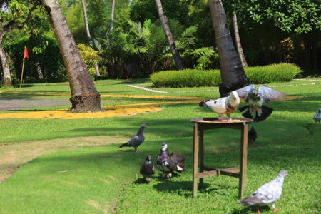 The Jayakarta Yogyakarta Hotel & Spa, Depok, Indonesia