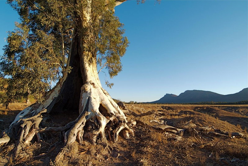 Discovery Resorts - Wilpena Pound, Flinders Ranges, Australia