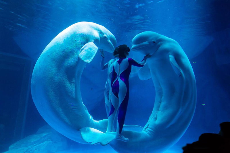 Shanghai Haichang Ocean Park Resort Hotel, Shanghai, China