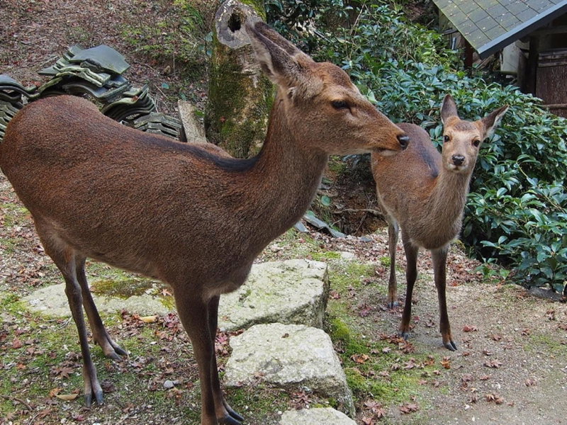 Sakuraya, Ono-hara, Japan