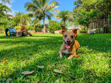 Puerto de Luna Pet Friendly and Family Suites, Puerto Vallarta, Mexiko