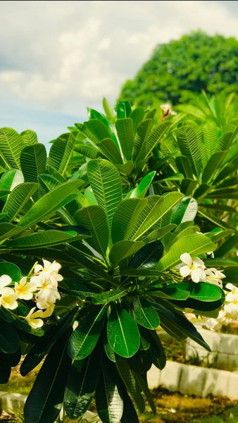La Plumerias, Moalboal, Philippines