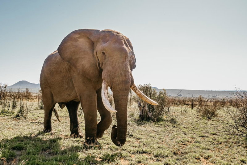 Mdluli Safari Lodge, Hazyview, South Africa