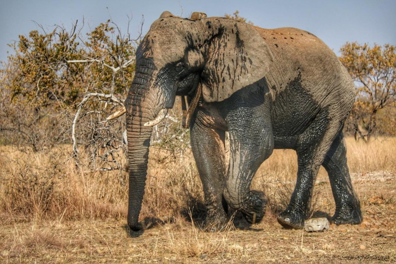 OuKlip Game Lodge, Klipdrift, South Africa