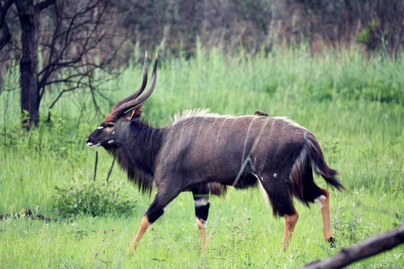 OuKlip Game Lodge, Klipdrift, South Africa